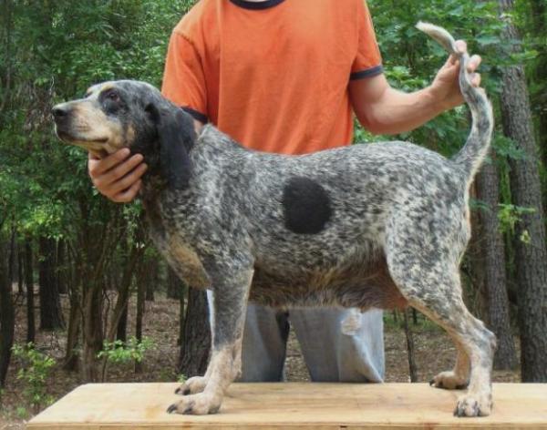 Ray's Blue Hannah | Bluetick Coonhound 