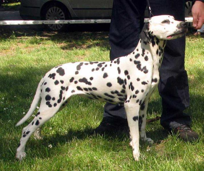 Mediolanum Nikita | Dalmatian 