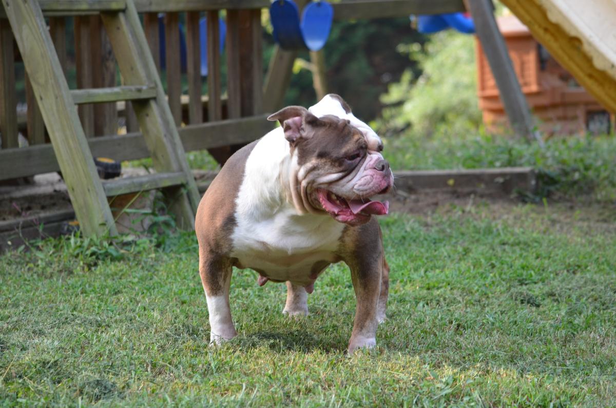 KHAOS' CHANEL | Olde English Bulldogge 