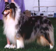 Candray Cavaricci | Rough Collie 