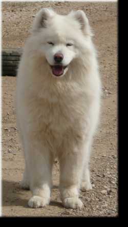 North's Star Masa | Samoyed 