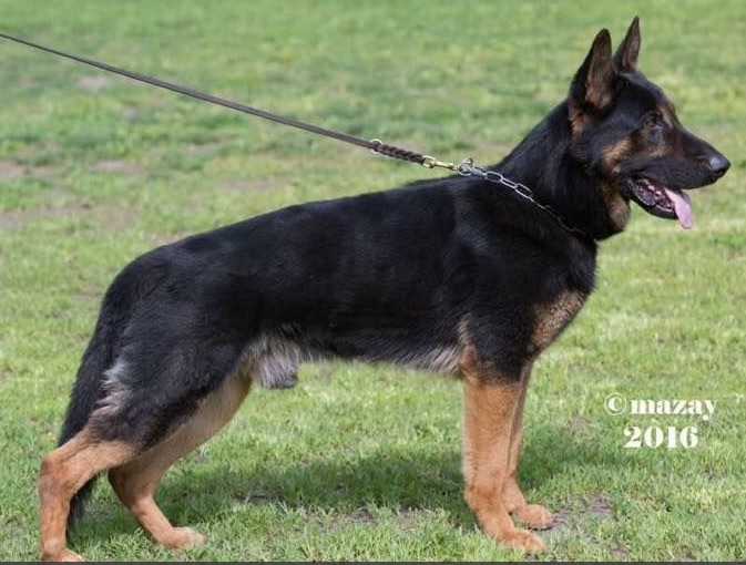 Argos vom alten Gatter | German Shepherd Dog 