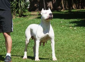 LUNA LLENA VERDES PAMPAS | Argentine Dogo 