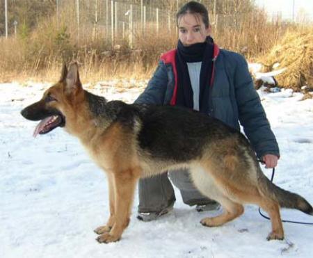 Ilkana vom Ödland | German Shepherd Dog 