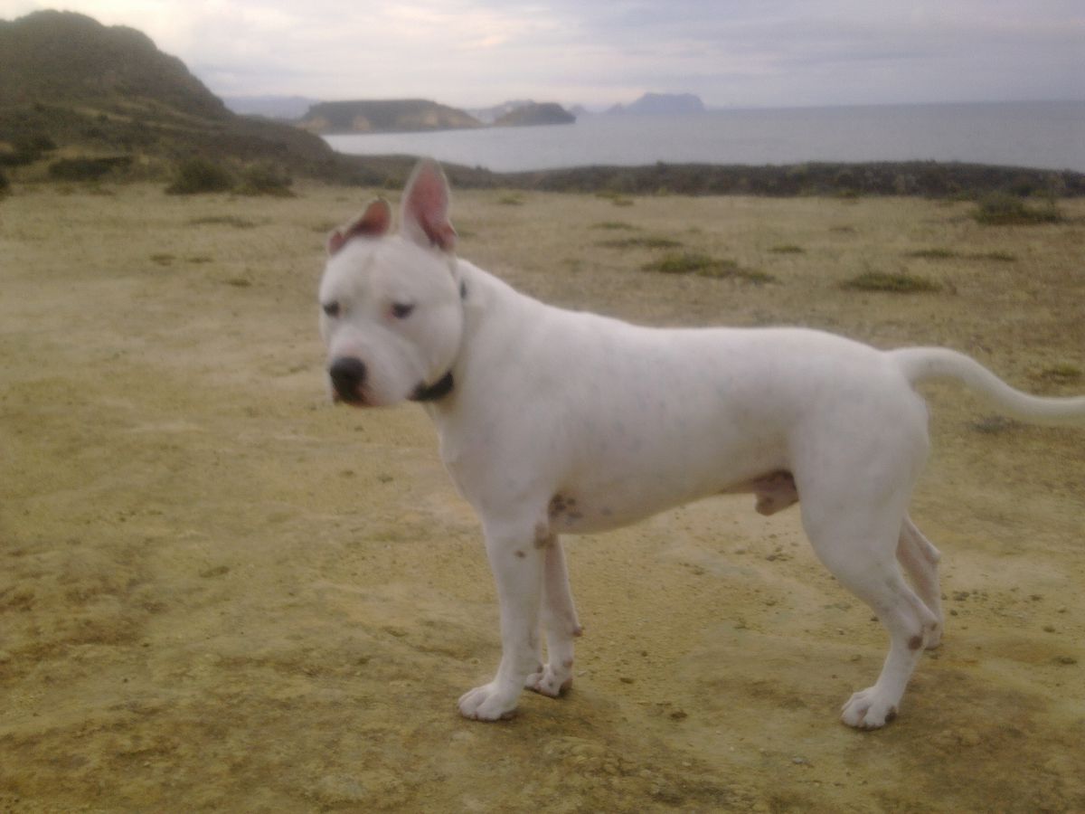 Brave Fast Fruko | American Staffordshire Terrier 