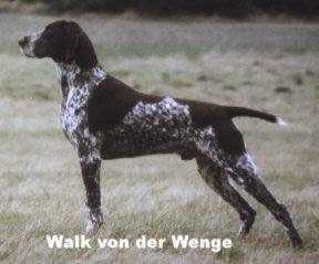 Walk von der Wenge | German Shorthaired Pointer 