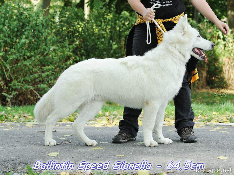 Bailintin Speedy Sionella | White Swiss Shepherd Dog 