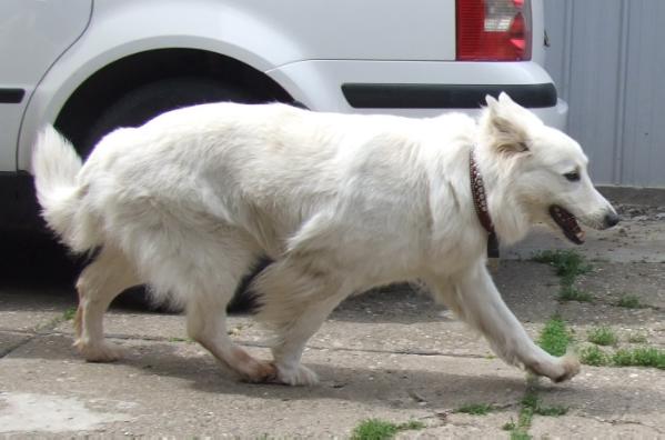 Alpha Uit Het Noorden | White Swiss Shepherd Dog 