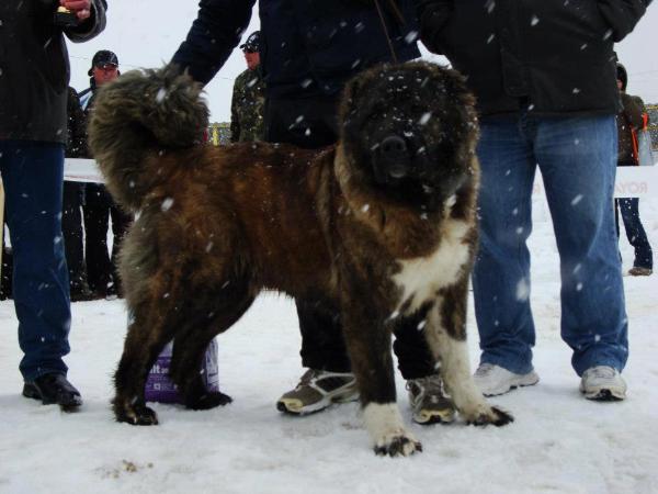 Osaka De Brailita | Caucasian Mountain Dog 