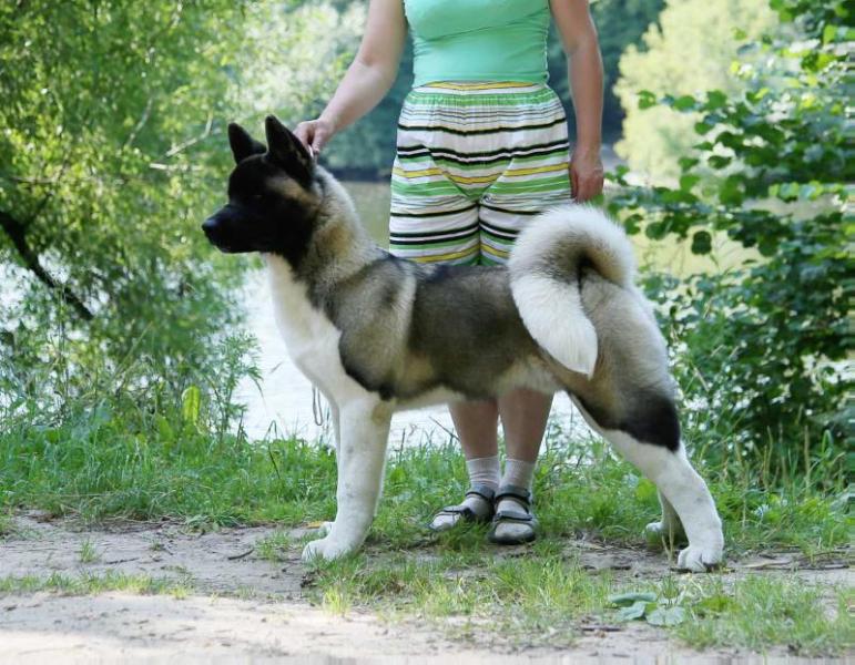 Prekrasnoye Chudo Jaguar Marais Braf Varif | Akita 