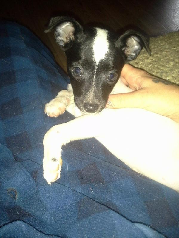 Maggie Mae | Rat Terrier 