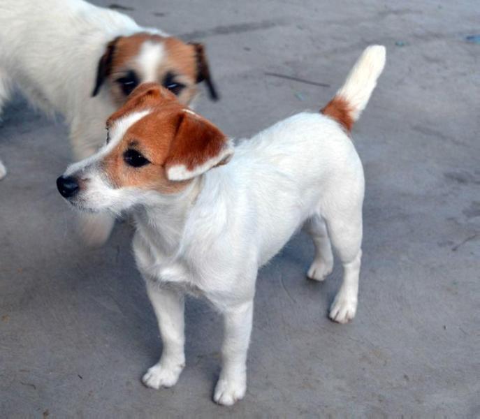 MICHELLE MA BELLE CON AIRE ANDINO | Jack Russell Terrier 