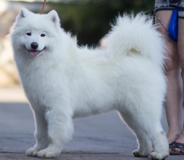 Belyi Volk Maydzhik Vinas | Samoyed 