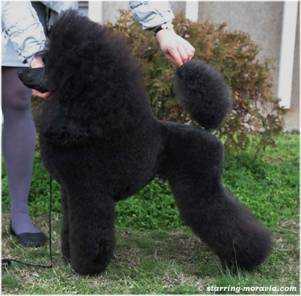 Sandust Star At Moravia | Poodle 