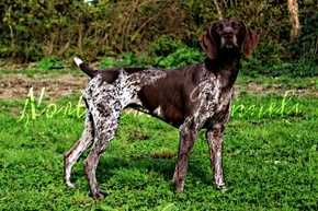 North Creek's Kona Vom Hesser | German Shorthaired Pointer 