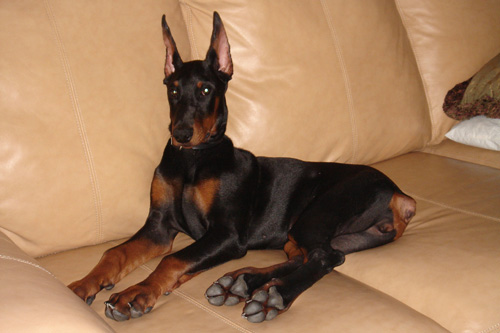 Irinland Amidala Alberta | Black Doberman Pinscher