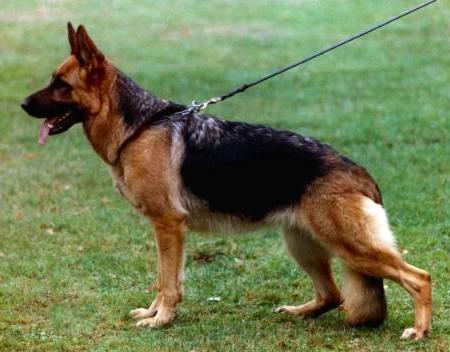 Ninja von der Wienerau | German Shepherd Dog 