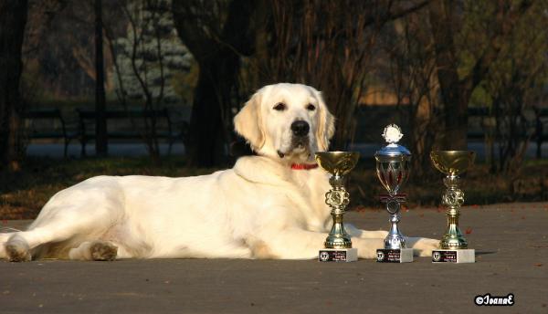 Koala Hildago'S Spirit | Golden Retriever 