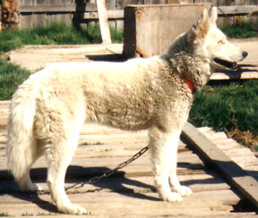 Powder Of Markovo | Siberian Husky 