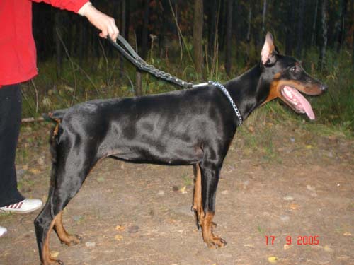 Irinland Hetti Hot | Black Doberman Pinscher