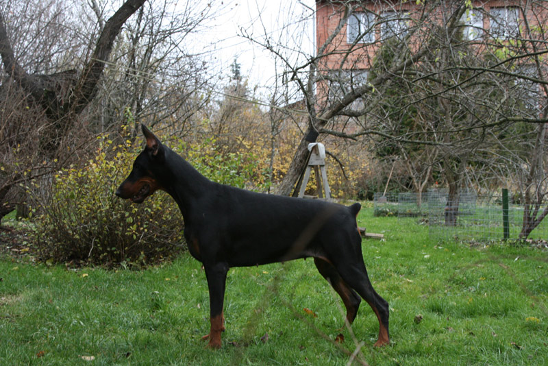 Irinland Laura Lavinia | Black Doberman Pinscher