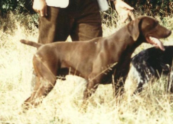 Farouk de la Porte de Becray | German Shorthaired Pointer 