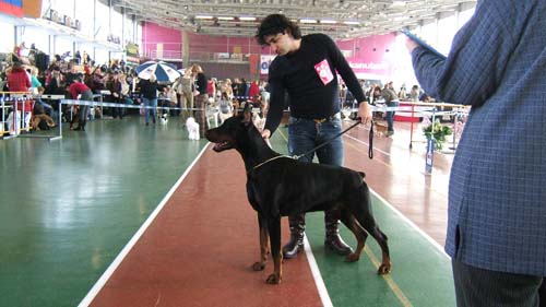 Irinland Odin Overcome | Black Doberman Pinscher