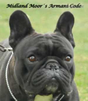 Midland Moor Armani Code | French Bulldog 