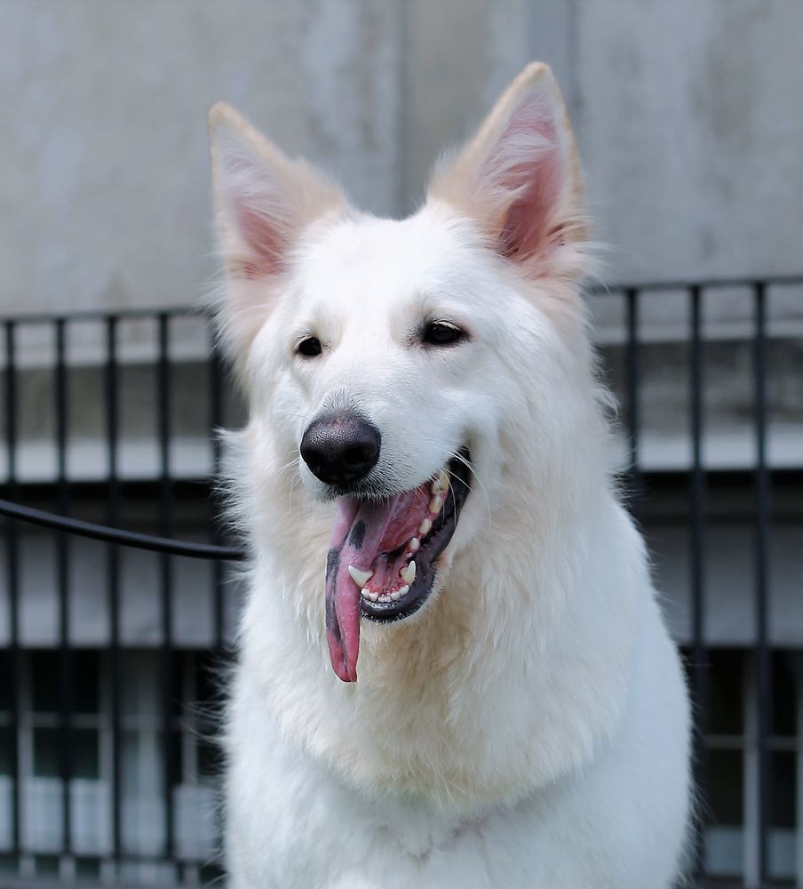 Allegra Anelante di Temaline | White Swiss Shepherd Dog 