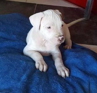 Bully Roth Canek | American Pit Bull Terrier 