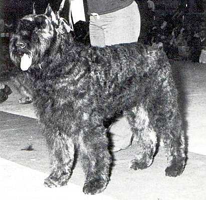 Cindy Vette v. Dafzicht | Bouvier des Flandres 