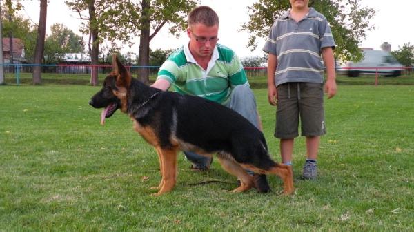 Black Jeck vom Haus Gilice | German Shepherd Dog 
