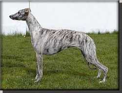 Adagio TRUE LOVE | Whippet 