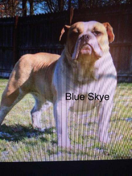 Brickhouse Bullies Blue Skye | Olde English Bulldogge 