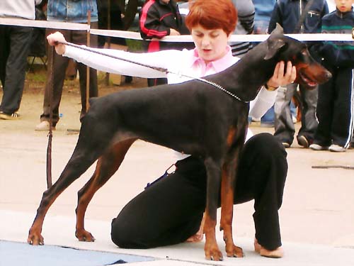 Irinland Paolina Pandora | Black Doberman Pinscher