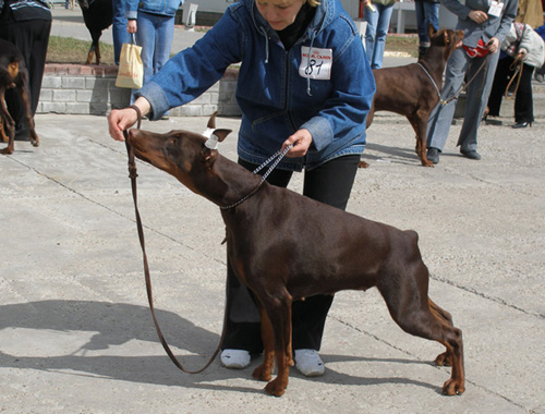 Irinland Yurmala | Brown Doberman Pinscher