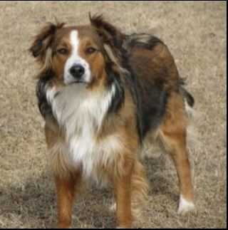 Flyby's CoraMae | English Shepherd 