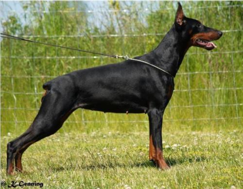 Faith Simply di Altobello | Black Doberman Pinscher