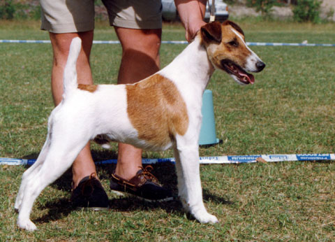 Xeres Du Bois Des Maitres | Smooth Fox Terrier 