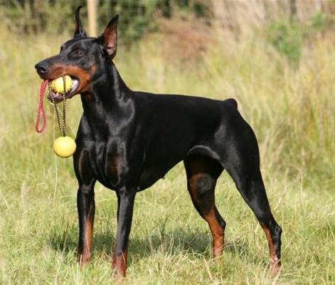 First di Altobello | Black Doberman Pinscher