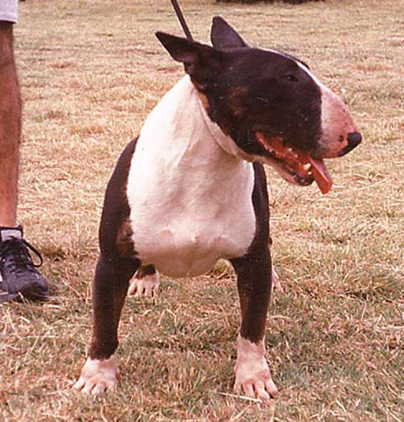 Chaco de Coraje | Bull Terrier 