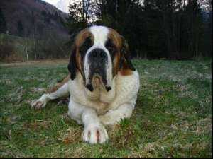 Zarco v.d. Buggravehoeve | Saint Bernard 