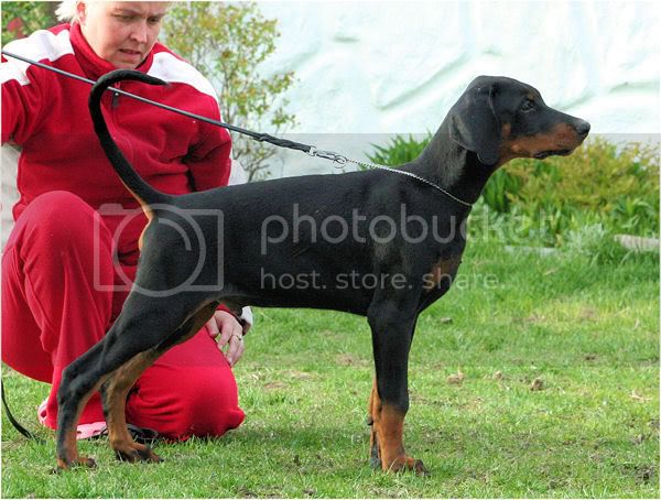 Black Jax's Bits Of Rock & Republic | Black Doberman Pinscher