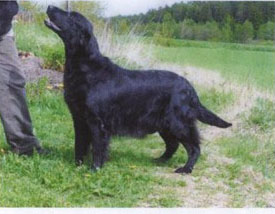 Emanon Debonair | Flat-Coated Retriever 