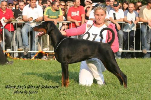 Black Jax's Bits Of Schutzart | Black Doberman Pinscher