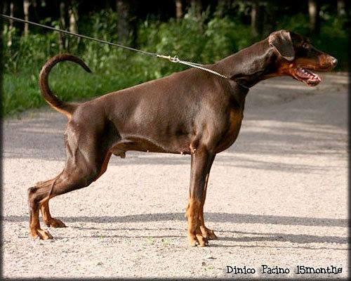 Dinico Pacino | Brown Doberman Pinscher