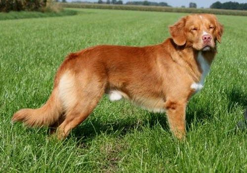 Rainier's Vermilion Blitz | Nova Scotia Duck Tolling Retriever 