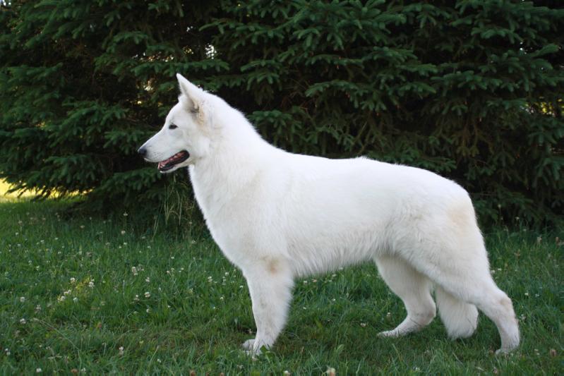 Nix Tulula P'tits Loups d'Amour | White Swiss Shepherd Dog 