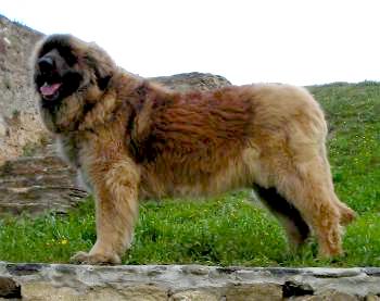 Zebraa du Plateau Bavarois | Leonberger 