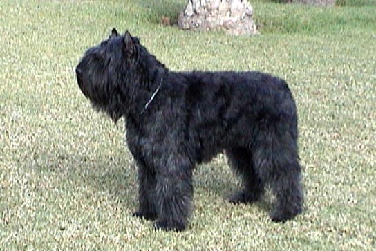 Jay-Jalay de Dasilva | Bouvier des Flandres 